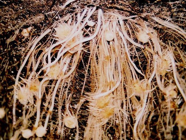 TUBERS - Are thick, underground stems that develop at the end of rhizomes.