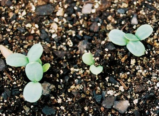 reserves for use during germination;