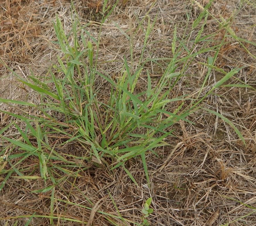 GROWTH HABIT DECUMBENT : The term used to describe the growth