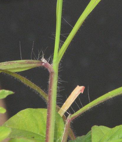 PUBESCENCE: Plants that have trichomes on any plant part (leaf, stem, petiole, etc.).