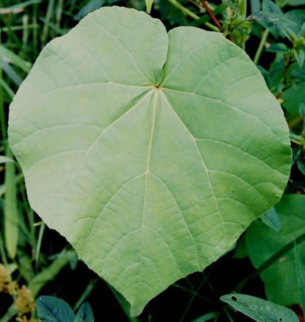 COMPOUND LEAF A leaf that has multiple leaflets; the point