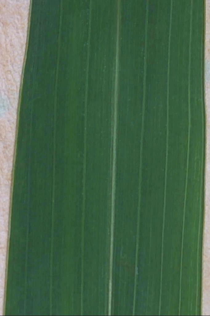 PARALLEL-VEINED LEAVES- These leaves contain veins about equal in size and