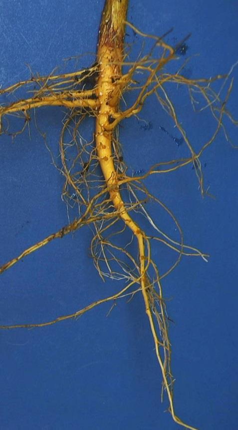 ROOTS, ADVENTITIOUS: Refers to roots arising