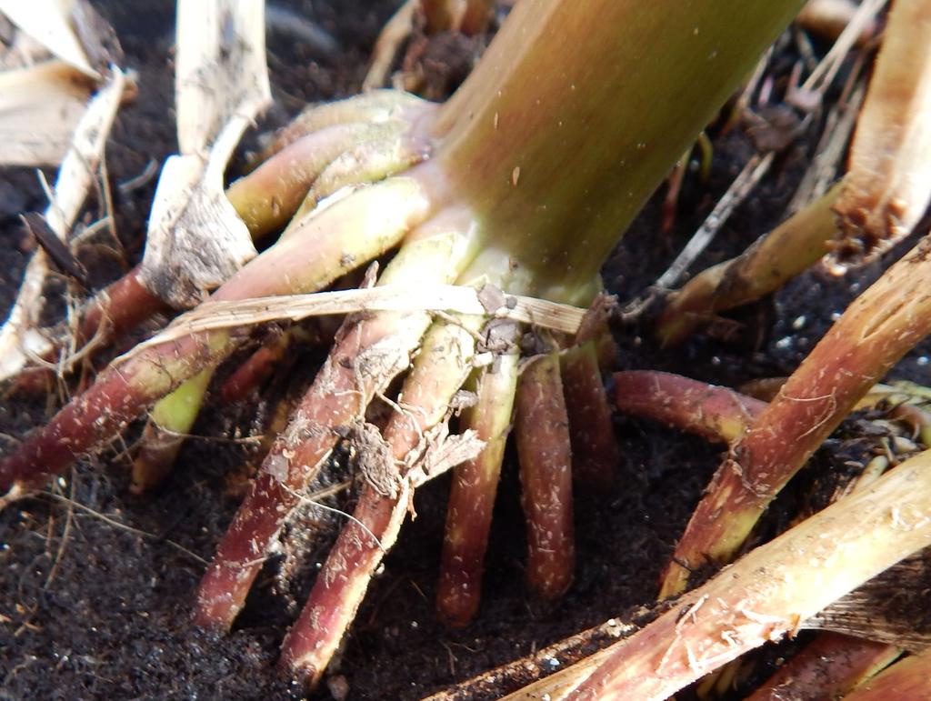 ROOT, BRACE A type of adventitious root that grows from