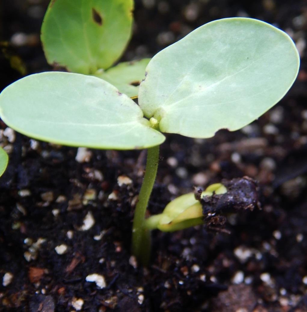 However, the cotyledons and the first node will remain below the
