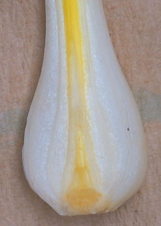 BULBS: consist of very short stems with closely packed leaves arranged