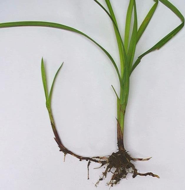 RHIZOMES - are stems which grow horizontally under the