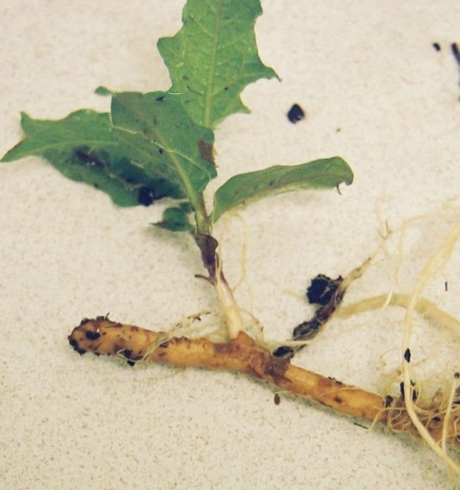One type of asexual propagation is a true root system producing adventitious shoots.