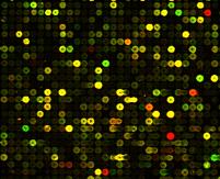 Gene Expression Data Consider a microarray (D ij ), whose rows