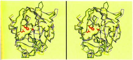 Chymotrypsin, trypsin and elastase blue yellow green All three proteases show: similar backbone conformations active site residue orientations yet.