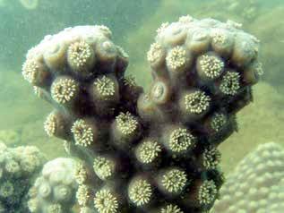Turbinaria reniformis is also a common coral of Rottnest Island waters. The corallites average 2.