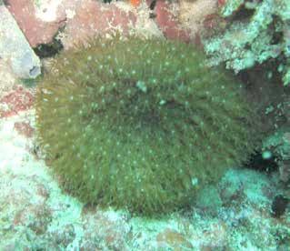 They can be identified by their yellow or cream smooth surface and very small polyps.