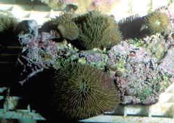 Case Study Fungiid reproduction Only free living coral group almost all are solitary (big
