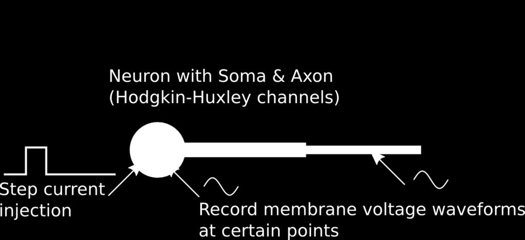 Example simulation: Soma + Axon, HH Channels, with current injection We will walk through the steps required to