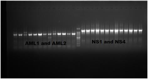 8 Amplification with Genus specific AMF