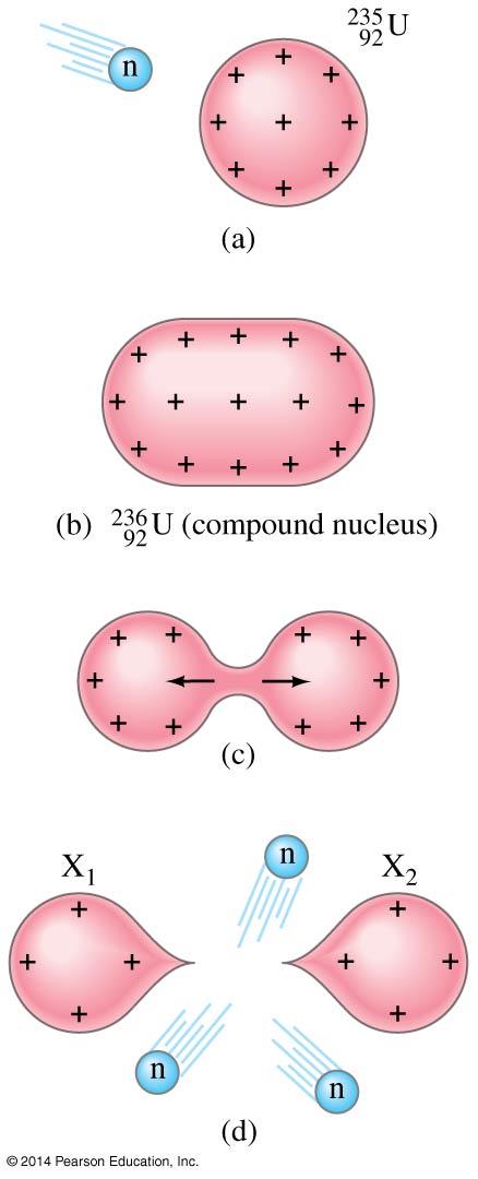31-2 Nuclear Fission; Nuclear Reactors After absorbing a neutron, a uranium-235 nucleus will split
