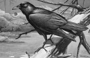 Example for a single mean: We believe that the average weight of ravens in Yukon is kg. H0: Standard Error of the Mean: Aside: What is the CV?