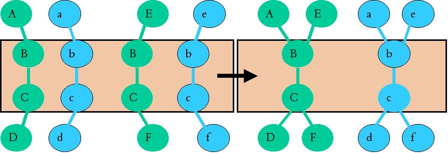 Figure 9: This figure shows two pairs of aligned paths from two networks on the left side, and the way they are joined into aligned complexes on the right. 4.