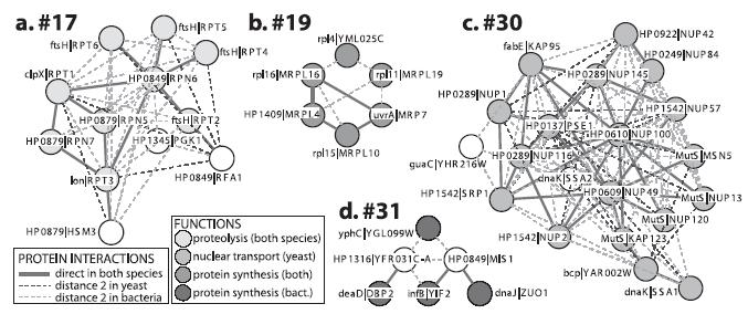 Figure 11: Source [22]. This figure shows conserved protein complexes: (a) proteolysis complexes, (b,d) protein synthesis complexes, (c) nuclear transport complexes.