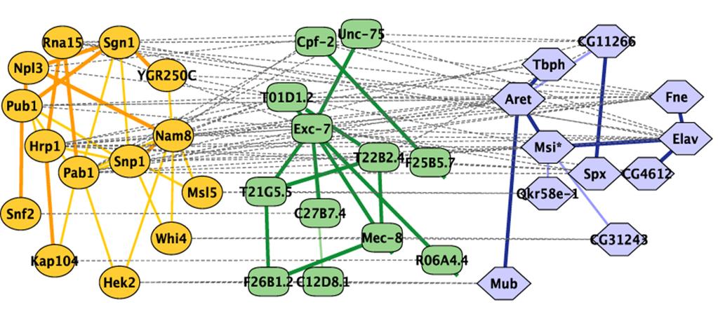 Figure 18: Source [23]. Demonstration of the automated layout of the network alignments using a Cytoscape ([21]) software plug in. 3.