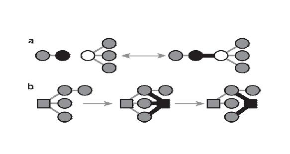 Figure 24: Evolutionary processes shaping protein interaction networks. The progression of time is symbolized by arrows.