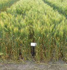 Putting Growth Staging to Work Wheat research plot demonstrating