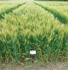 Wheat research plot demonstrating a foliar fungicide application at GS