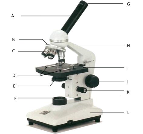 Page 7 Label the parts (A-L) on this microscope and state their function (1