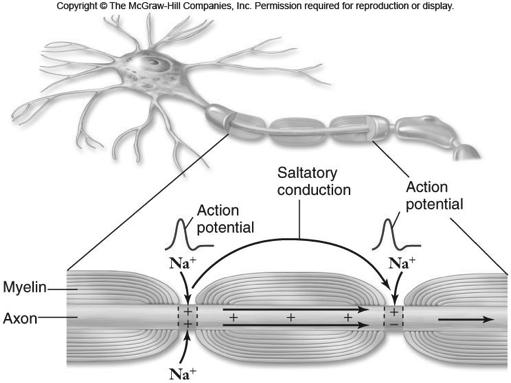 Two ways to increase velocity of conduction: 1. Axon has a large diameter -Less resistance to current flow -Found primarily in invertebrates 2.