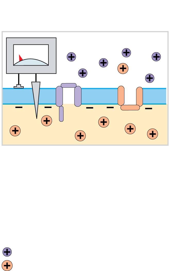 Figure 12-14 Generation of an Action Potential Resting Potential 70 mv The axolemma contains both voltagegated sodium channels