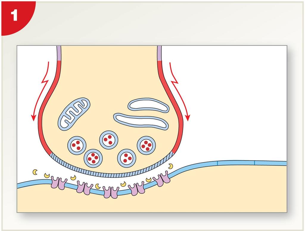 Figure 12-17 Events in the Functioning of a Cholinergic Synapse An action potential arrives and depolarizes the synaptic terminal