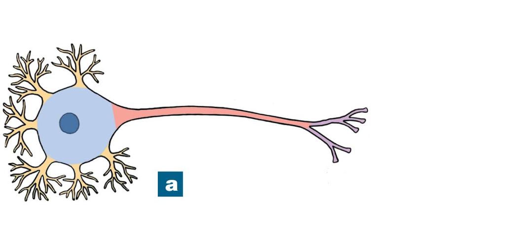 Figure 12-1a The Anatomy of a Multipolar Neuron Dendrites Perikaryon Nucleus Cell