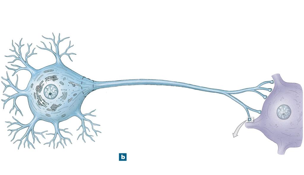Figure 12-1b The Anatomy of a Multipolar Neuron Dendritic branches Nissl bodies (RER and free ribosomes) Mitochondrion Axon hillock Initial segment of axon Golgi apparatus Neurofilament Nucleus