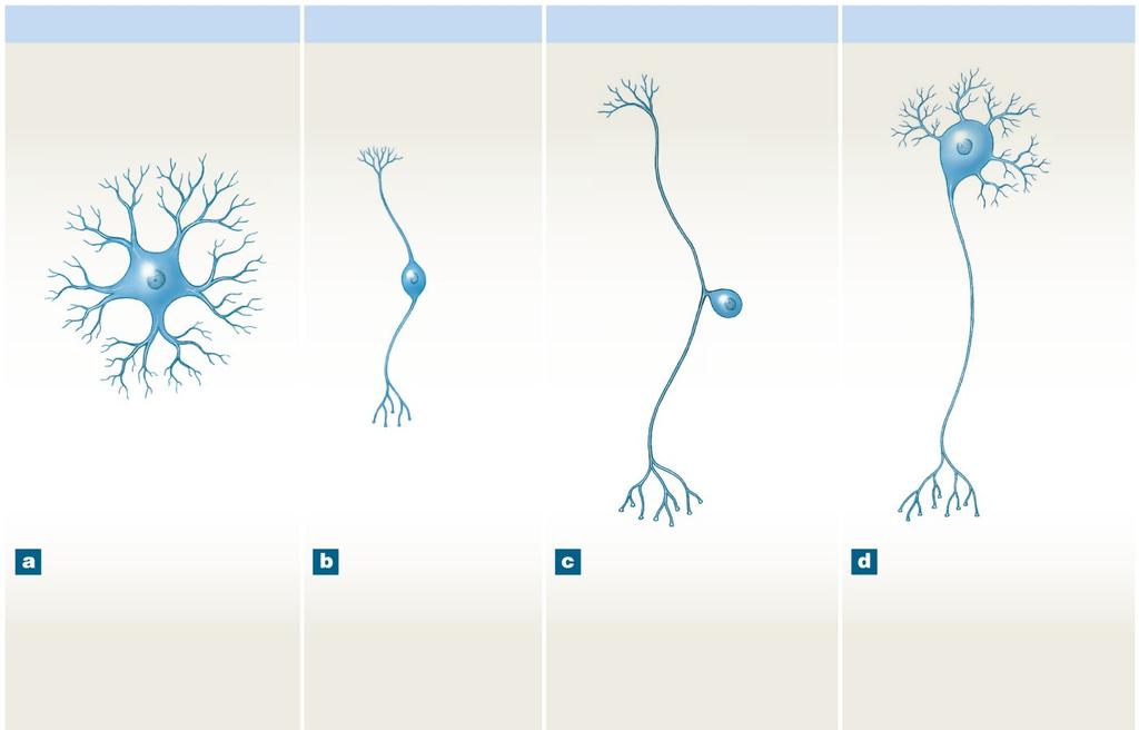 Figure 12-3 A Structural Classification of Neurons Anaxonic neuron Bipolar neuron Unipolar neuron Multipolar neuron Dendritic branches Dendrite