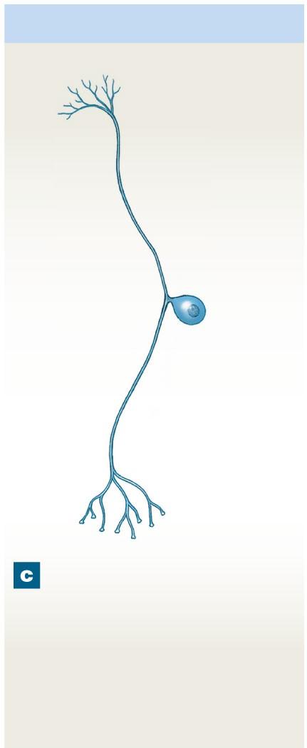 Figure 12-3c A Structural Classification of Neurons Unipolar neuron Dendrites Initial segment Axon Cell body