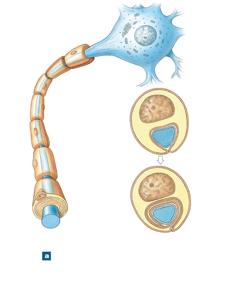 Figure 12-6a Schwann Cells and Peripheral Axons Axon hillock Axon Nucleus Myelinated internode Initial segment (unmyelinated) Dendrite Nodes Schwann cell nucleus Axon Neurilemma Axon Axolemma Myelin
