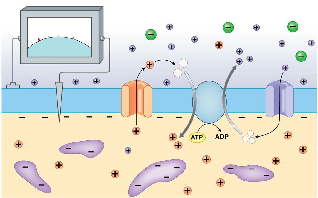 Figure 12-9 The Resting Potential is the Transmembrane Potential of an Undisturbed Cell EXTRACELLULAR FLUID 70 30 mv 0 +30 K