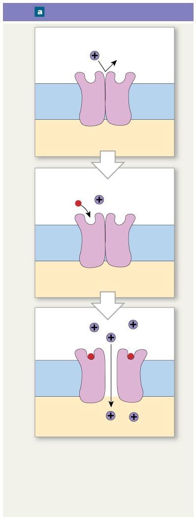 Figure 12-11a Gated Channels Chemically gated channel Resting state Presence of ACh ACh Binding site Channel closed