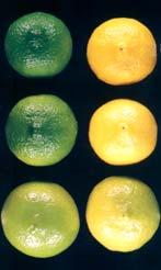 Mandarins Oranges Lemons Preharvest Factors Affecting Degreening Fruit Maturity, Tree Vigor, and Climatic Effects Cultural Practices Preharvest Factors Affecting Degreening Fruit Maturity, Tree