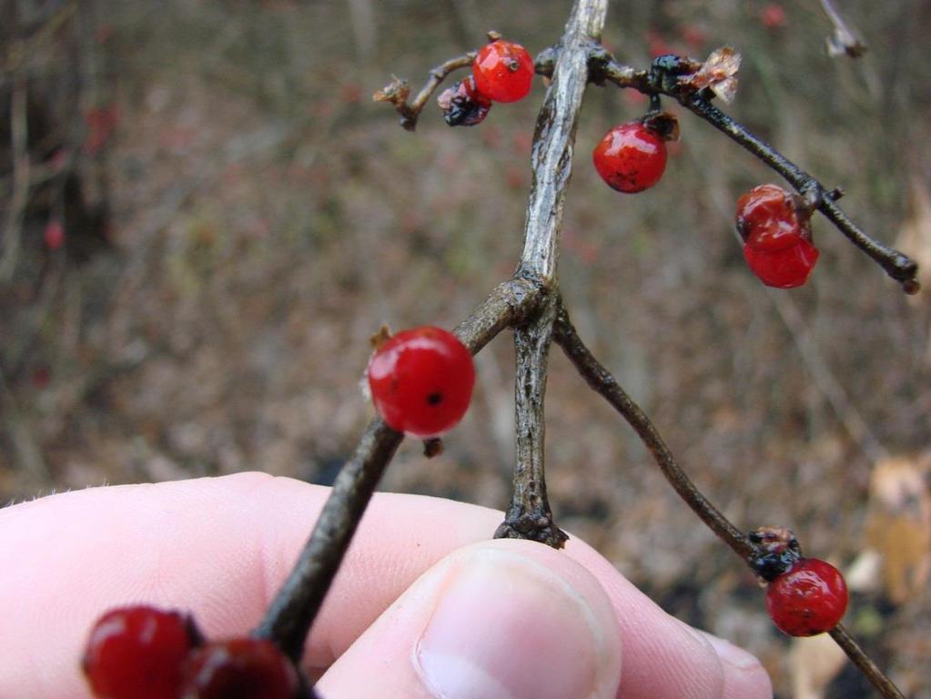 83% viability was observed by mid- October 250 berries per week were lost due to predation