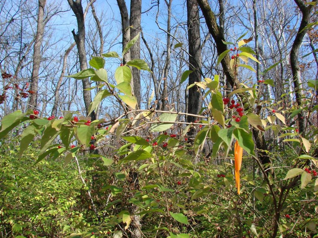 Amur honeysuckle was introduced to the U.S.