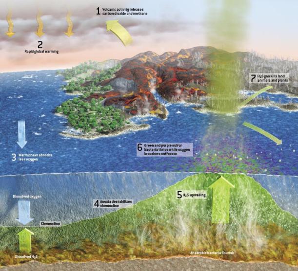 Volcanism (effects of reducing molecules like SO 2 ) leads to anoxia + euxinia (H 2 S) in surface ocean, ocean