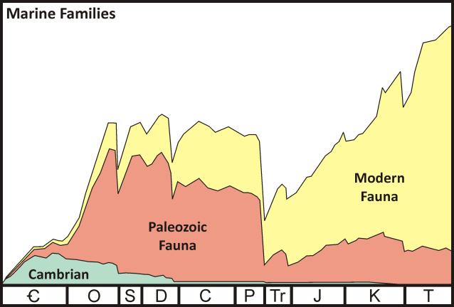 Measuring Diversity Jack Sepkoski spent 15 years compiling a database to produce the classic diversity curve Phanerozoic Diversity The Sepkoski curve