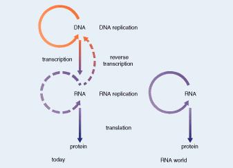 RNA World Functional Beginnings of Life: Transition from Chemistry to Biology 25 Ribozymes Enzyme activity Self replicating Generation of biomacromolecules (C polymers; e.g., sugars, nucleotides, ATP) via abiotic processes on Earth (Urey-Miller) via Panspermia via biotic processes (e.