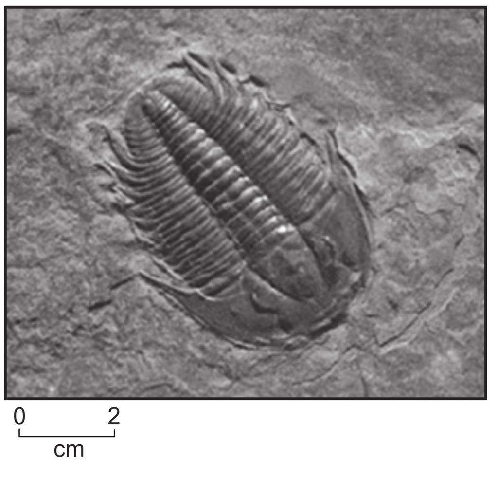 27 Figure 16 shows one of the most abundant fossils found in the Burgess Shale. Figure 16 13. Name the group to which this fossil belongs. Tick ( ) one box.