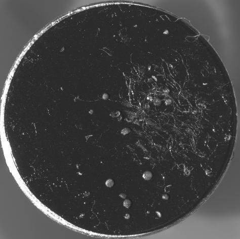 Even if an item has already been sampled for GSR using an SEM stub with a sticky carbon tab, propellant fluorescence analysis is still possible.
