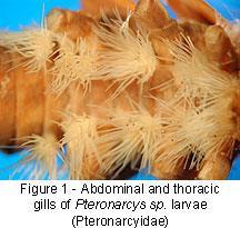 underside of thorax