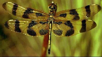 Adults Dragonfly Wings
