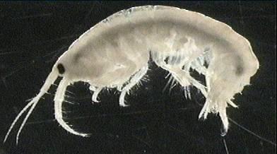 Scuds, Sideswimmers Phylum: Arthropoda Class: Crustacea Order: