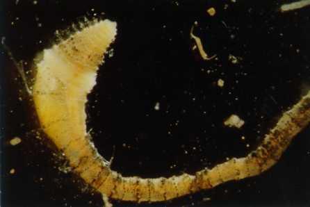 Aquatic Worms (class Oligochaeta) Note the segments!